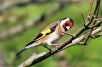 Carduelis carduelis