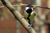 Parus major