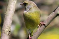 Chloris chloris