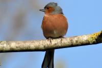 Fringilla coelebs