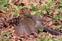 Turdus merula
