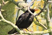Turdus merula