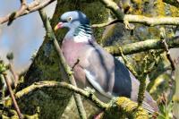 Columba palumbus