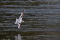 Hydrocoloeus minutus