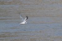 Hydrocoloeus minutus