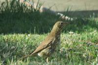 Turdus viscivorus