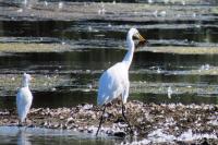 Ardea alba