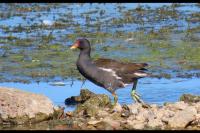 Gallinula chloropus