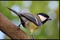 Parus major