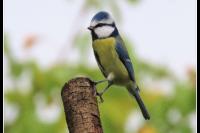 Cyanistes caeruleus