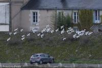 Recurvirostra avosetta