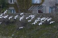 Recurvirostra avosetta