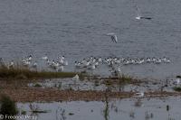 Recurvirostra avosetta