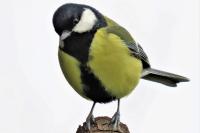 Parus major