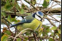 Cyanistes caeruleus