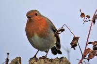 Erithacus rubecula