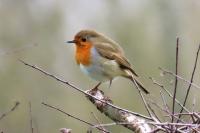 Erithacus rubecula
