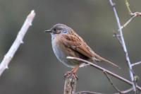 Prunella modularis
