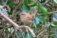 Troglodytes troglodytes