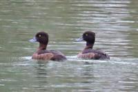 Aythya fuligula