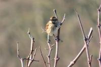 Emberiza schoeniclus