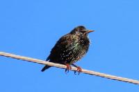 Sturnus vulgaris