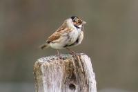 Emberiza schoeniclus