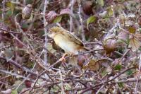 Cisticola juncidis