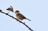 Cisticola juncidis