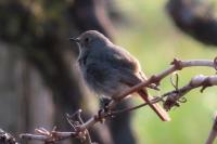 Phoenicurus ochruros