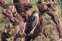 Accipiter nisus