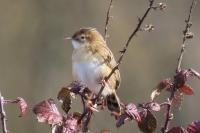 Cisticola juncidis