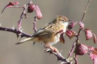 Cisticola juncidis