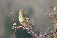 Emberiza calandra