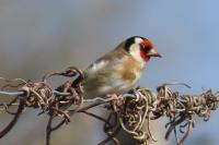 Carduelis carduelis