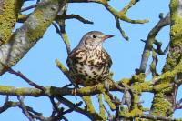 Turdus viscivorus
