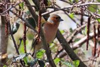 Fringilla coelebs
