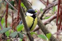 Parus major