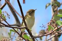 Phylloscopus collybita