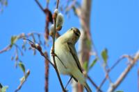 Phylloscopus collybita