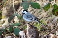 Motacilla alba