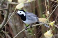 Motacilla alba