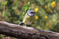 Cyanistes caeruleus