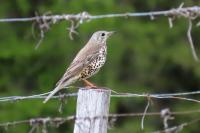 Turdus viscivorus