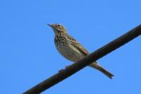 Anthus trivialis