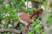 Rossignol philomèle