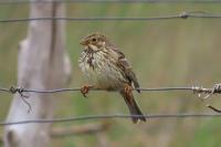 Emberiza calandra