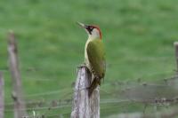 Picus viridis