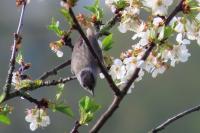 Sylvia atricapilla