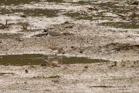 Calidris temminckii